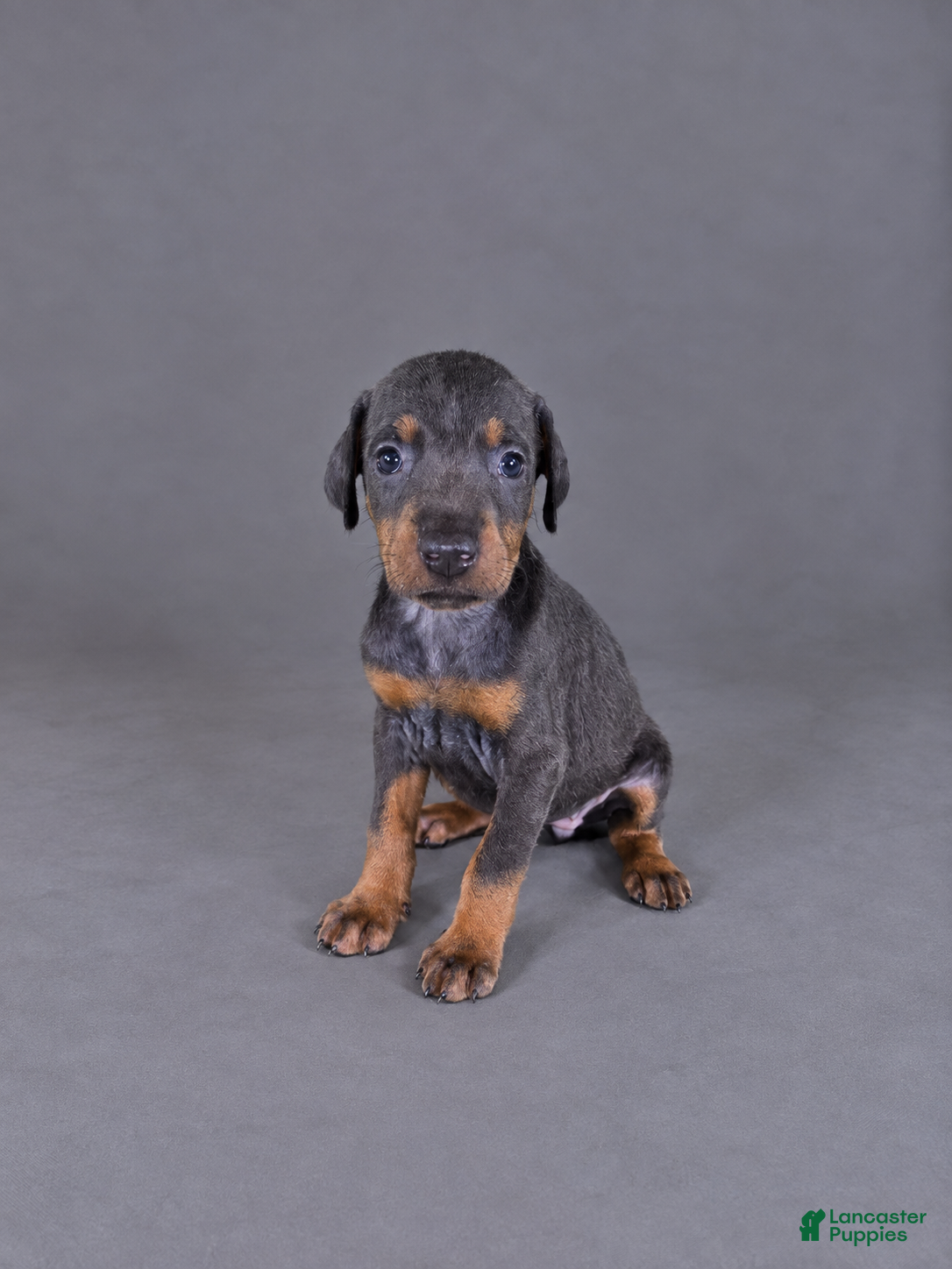 Doberman Pinscher dogs Yara - Ad 8
