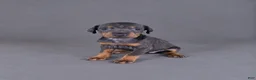 Doberman Pinscher dogs for sale: Yara - Ad 1
