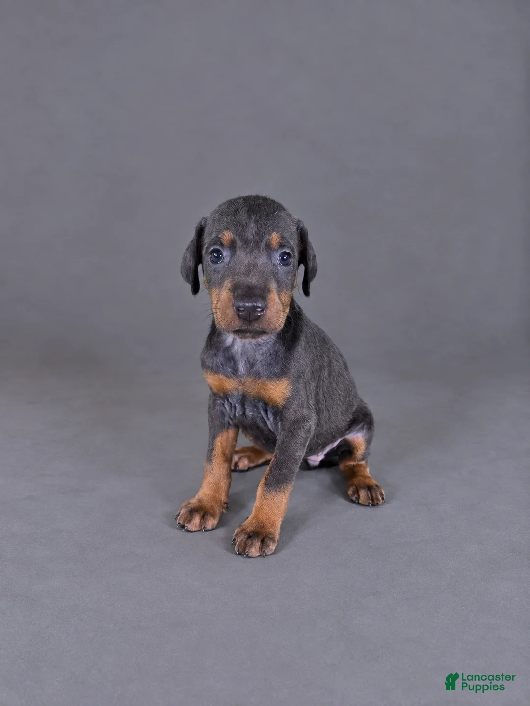 Doberman Pinscher dogs for sale: Yara - Ad 1