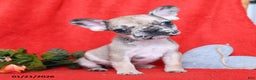 French Bulldog dogs for sale: Paris - Ad 1