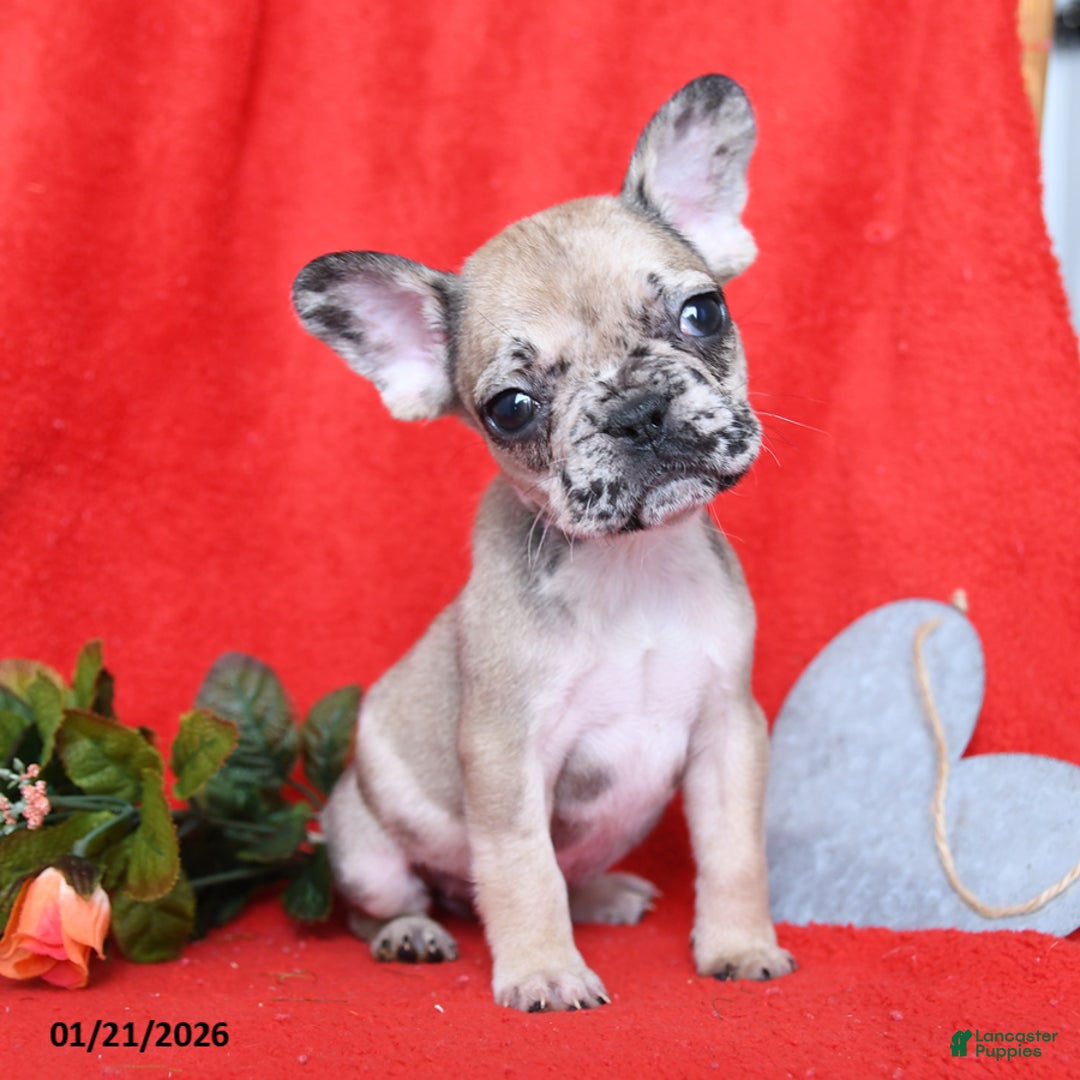 French Bulldog dogs for sale: Paris - Ad 1