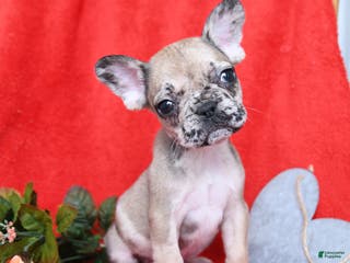 French Bulldog dogs Paris - Ad 3