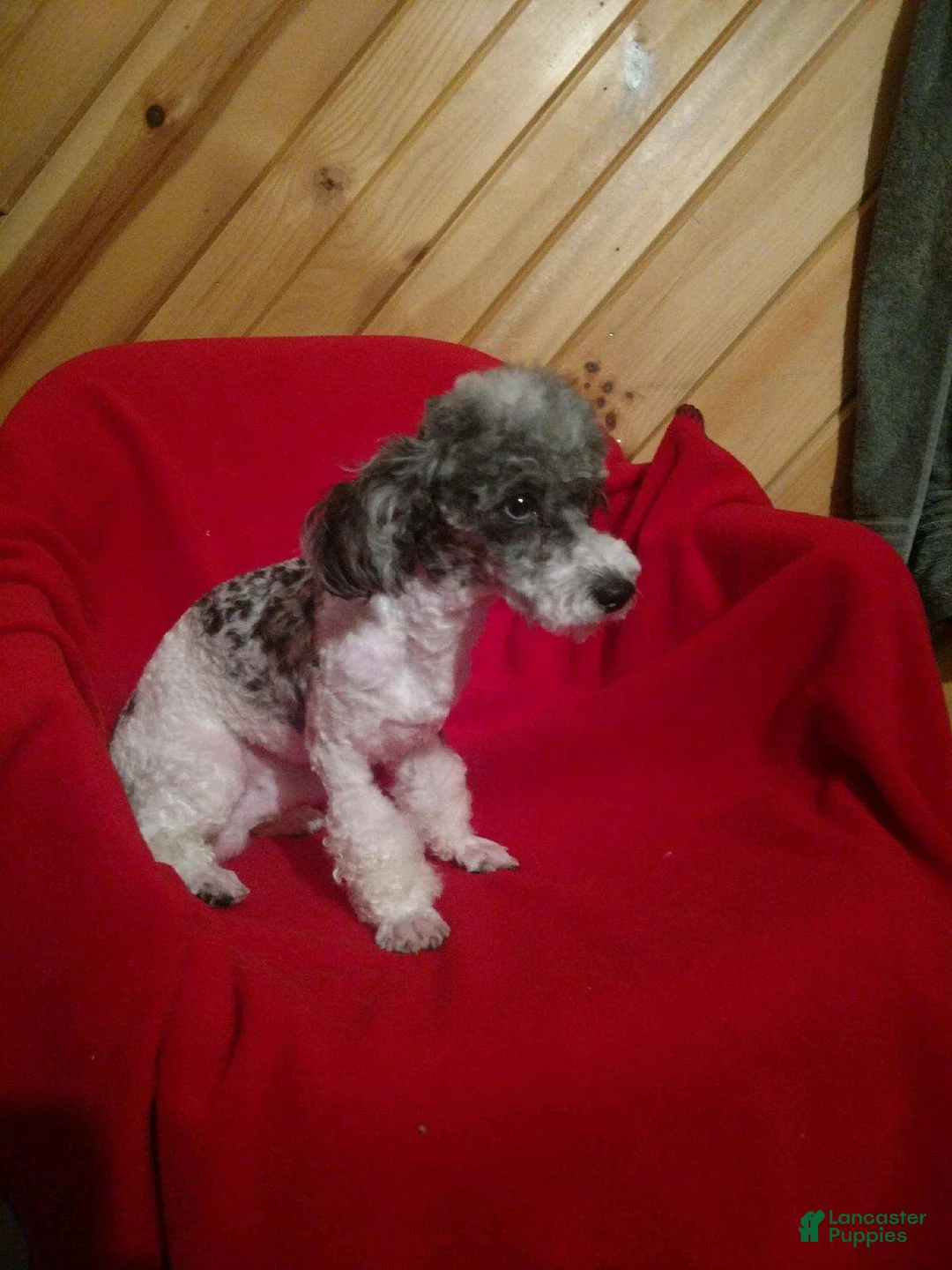 Mini Bernedoodle dogs for sale: Mini Max - Ad 20