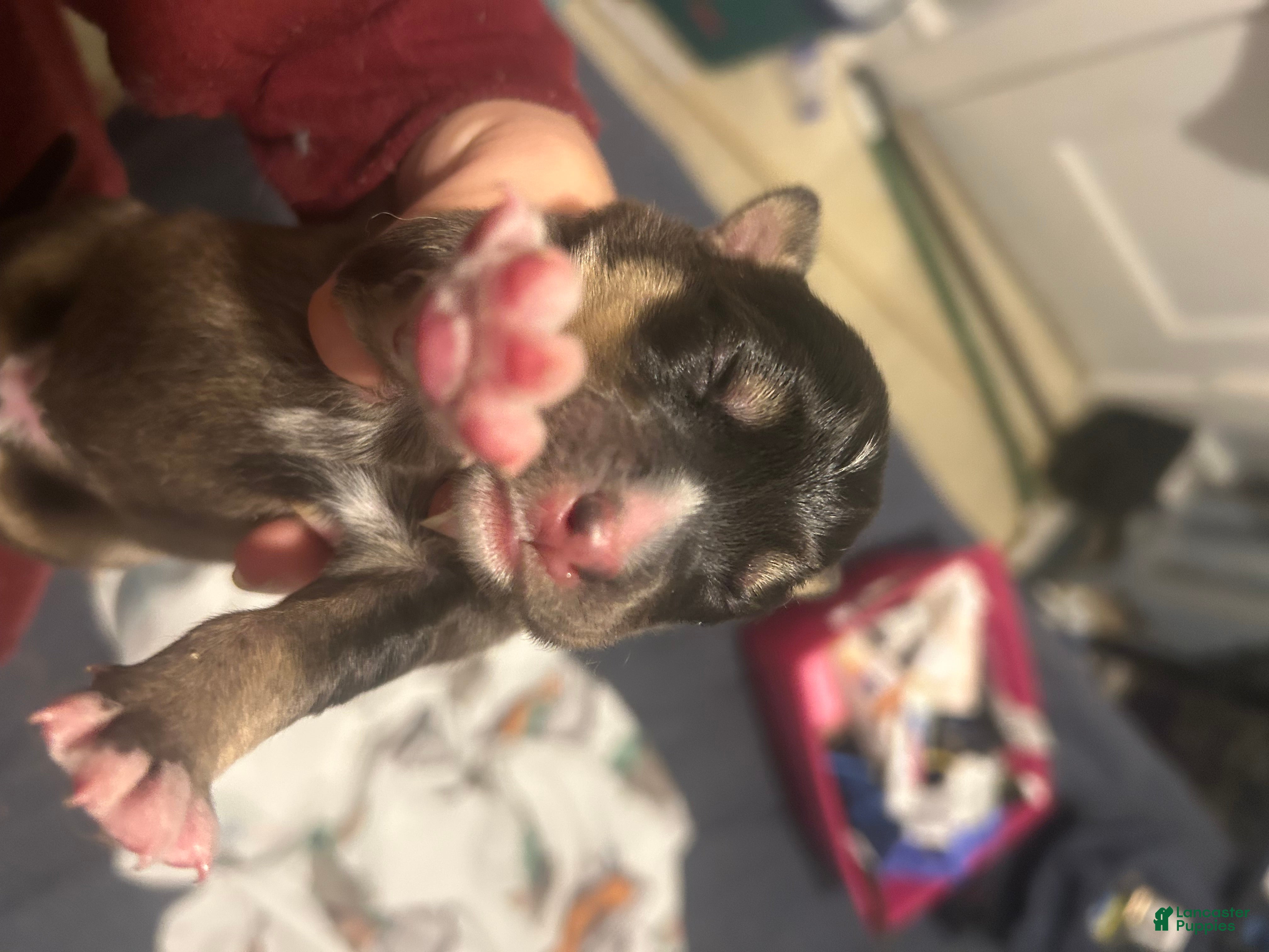 Goberian dogs Goberian Puppy 5 - Ad 12