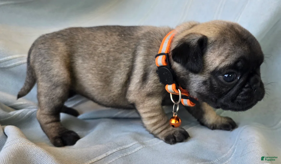 Pug dogs for sale: Nakita - Ad 9