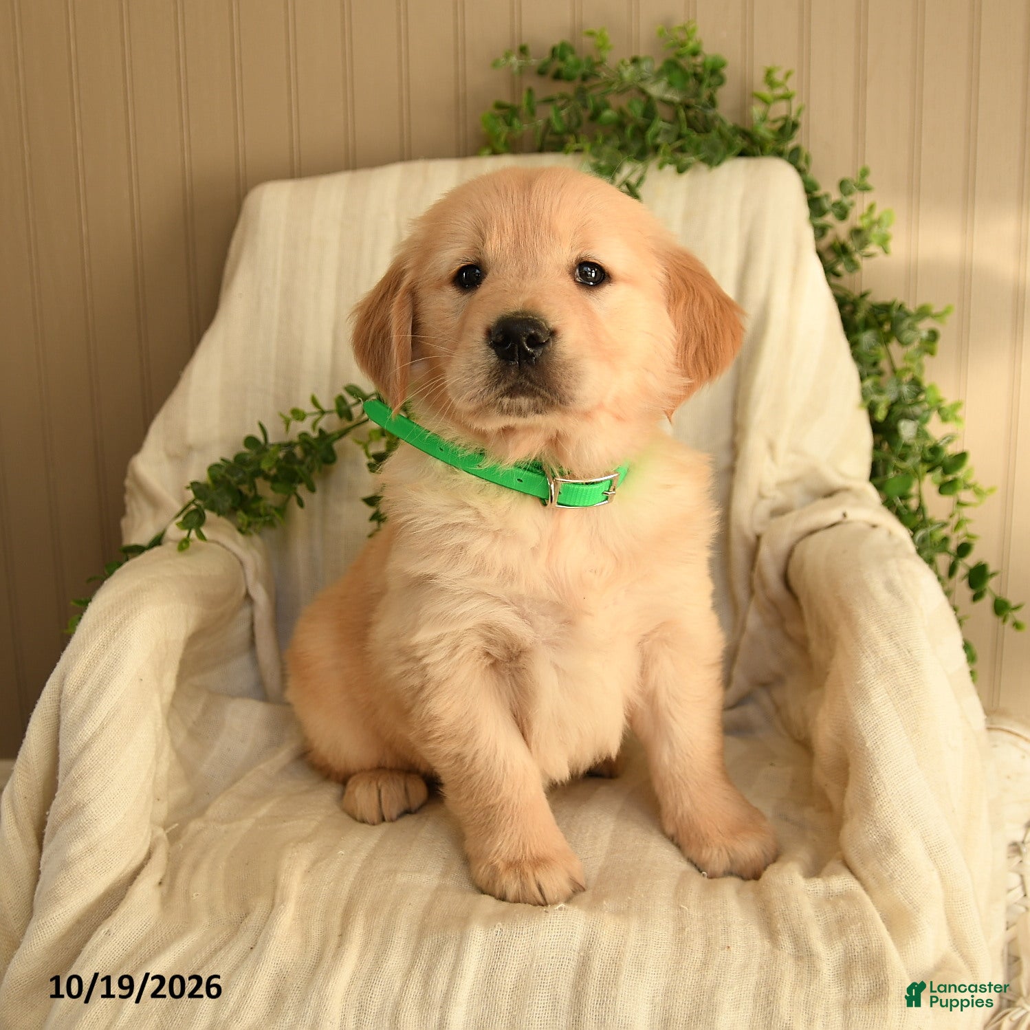 Golden Retriever dogs for sale: Crystal - Ad 2