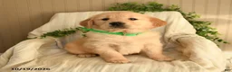 Golden Retriever dogs for sale: Crystal - Ad 2