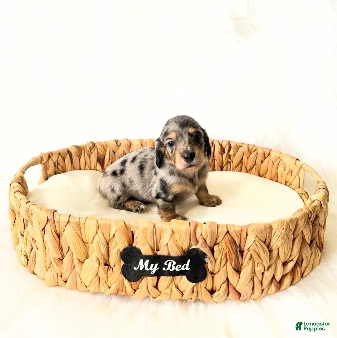 Miniature Dachshund dogs for sale: AKC Rocket - Ad 4