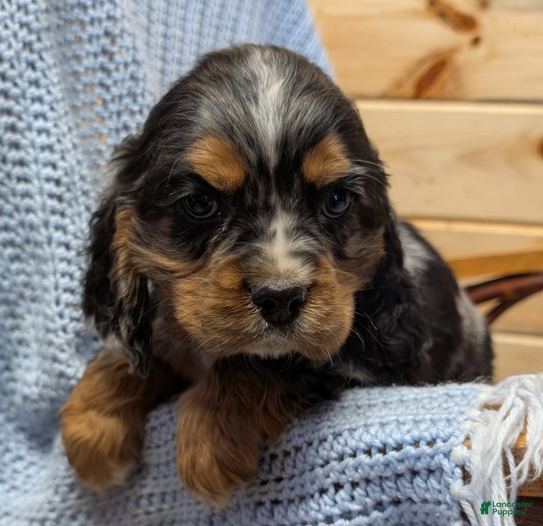 Cocker Spaniel dogs for sale: Wells - Ad 2