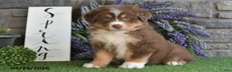 Australian Shepherd dogs for sale: Princess - Ad 4