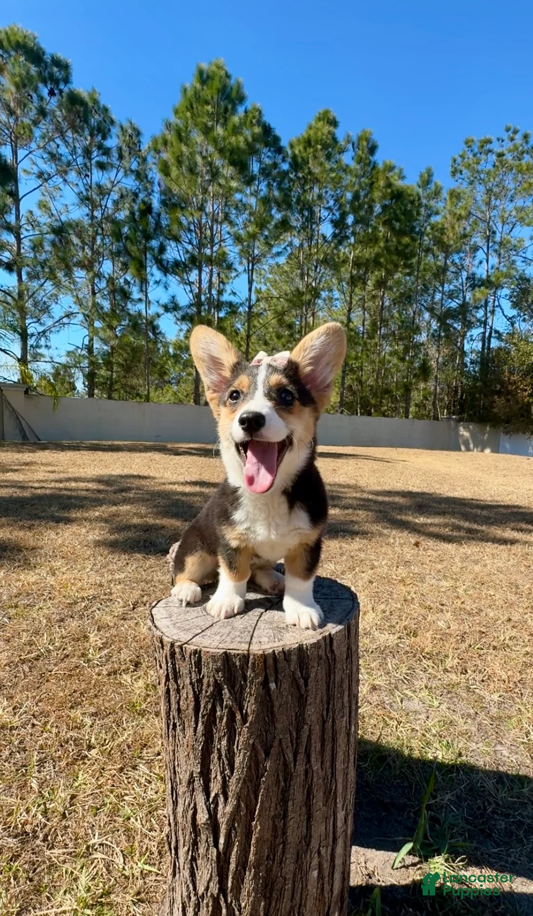 Mixed Breed dogs for sale: Sky  - Ad 3