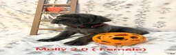 Cane Corso dogs for sale: Lilly - Ad 4