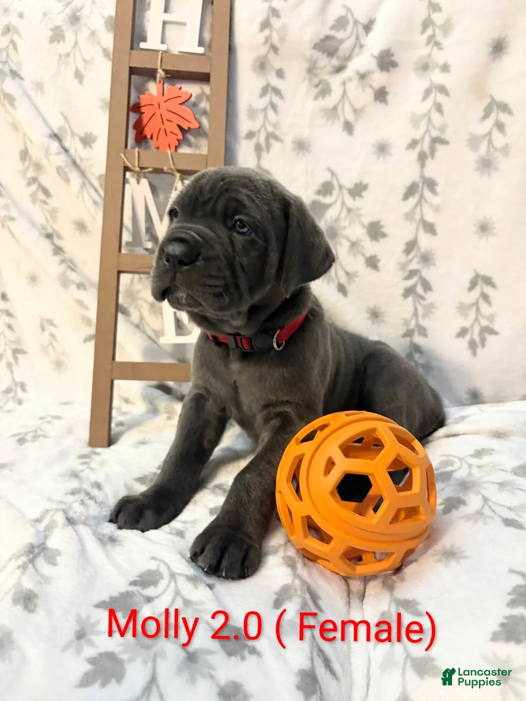 Cane Corso dogs for sale: Lilly - Ad 4