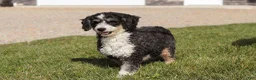 Mini Bernedoodle dogs for sale: Duke - Ad 14