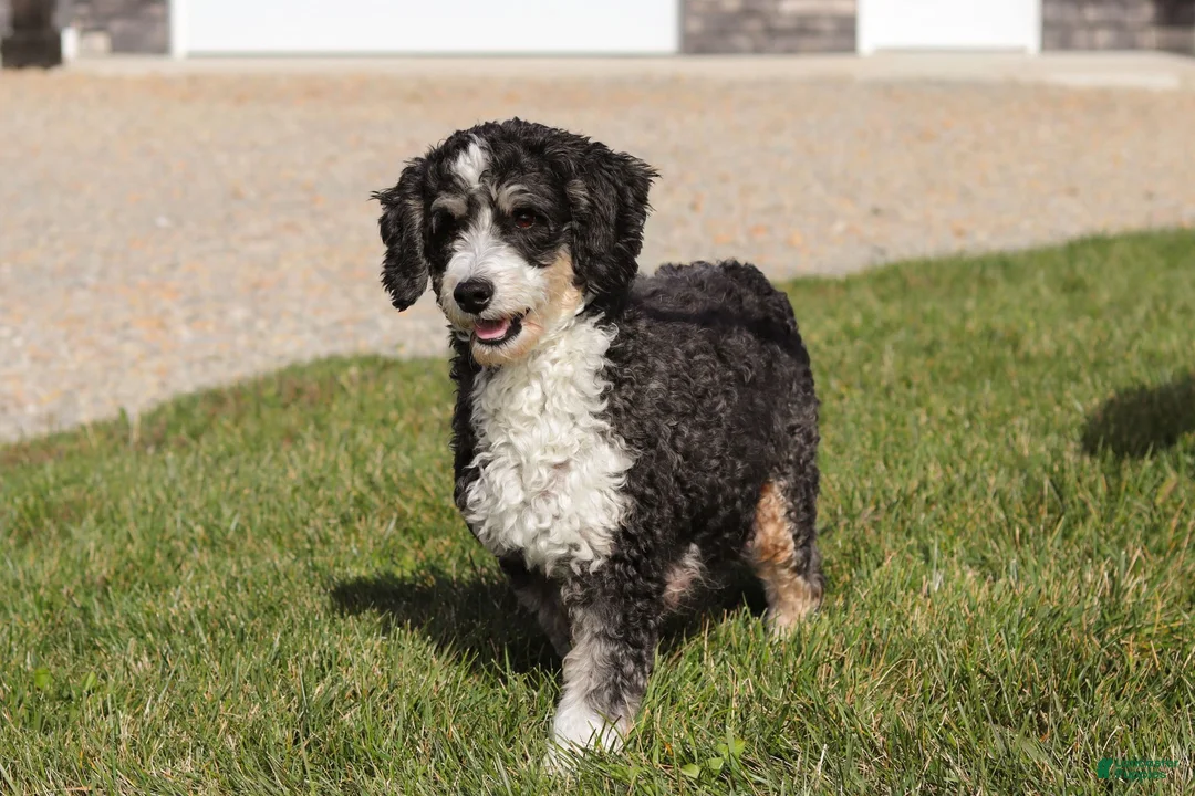Mini Bernedoodle dogs for sale: Duke - Ad 14