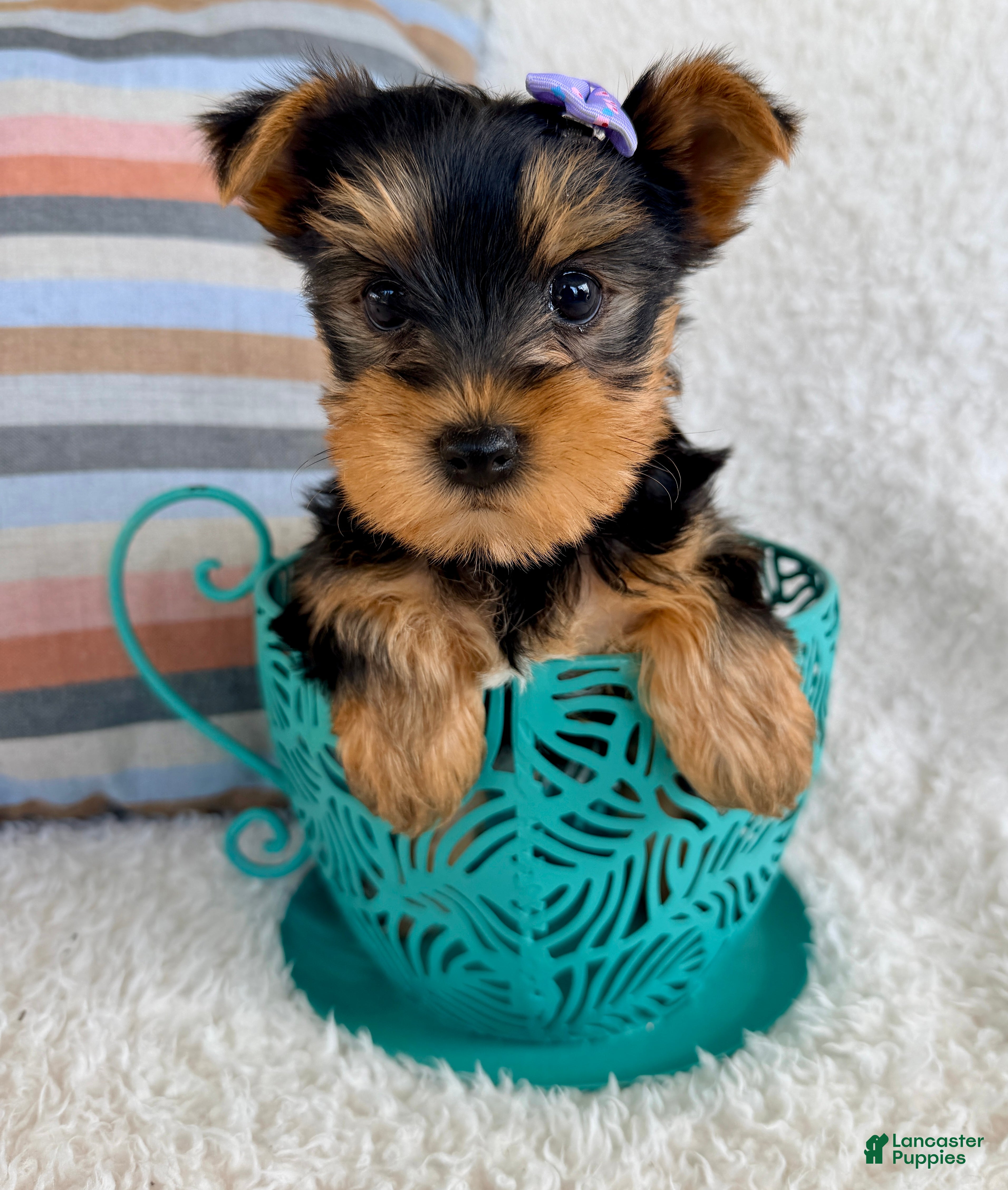 Yorkshire Terrier dogs Jade - Ad 1