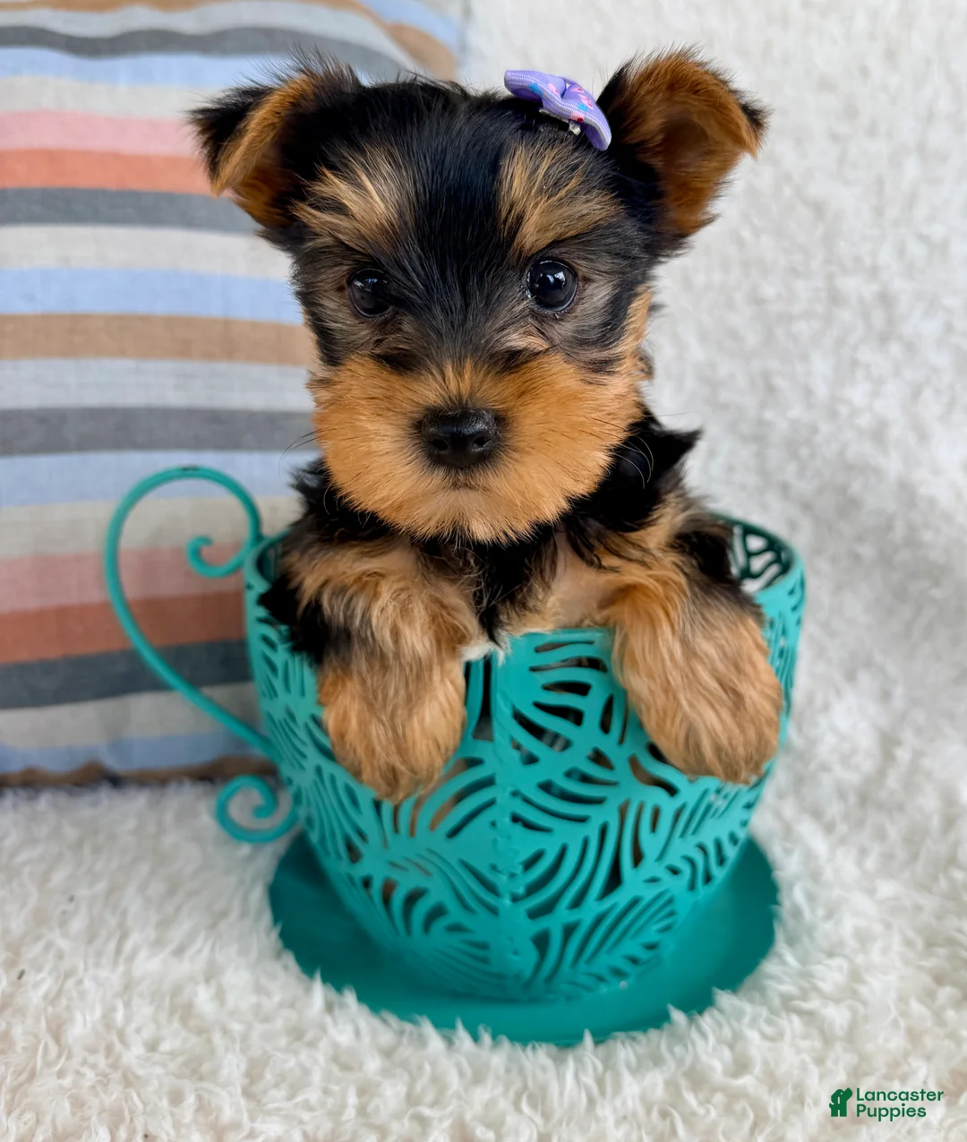 Yorkshire Terrier dogs for sale: Jade - Ad 1