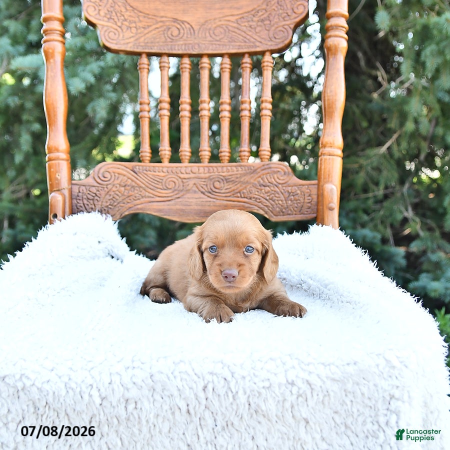Miniature Dachshund dogs Kade - Ad 2
