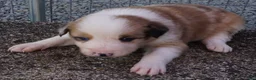 Border Collie dogs for sale: BLAKE - Ad 4