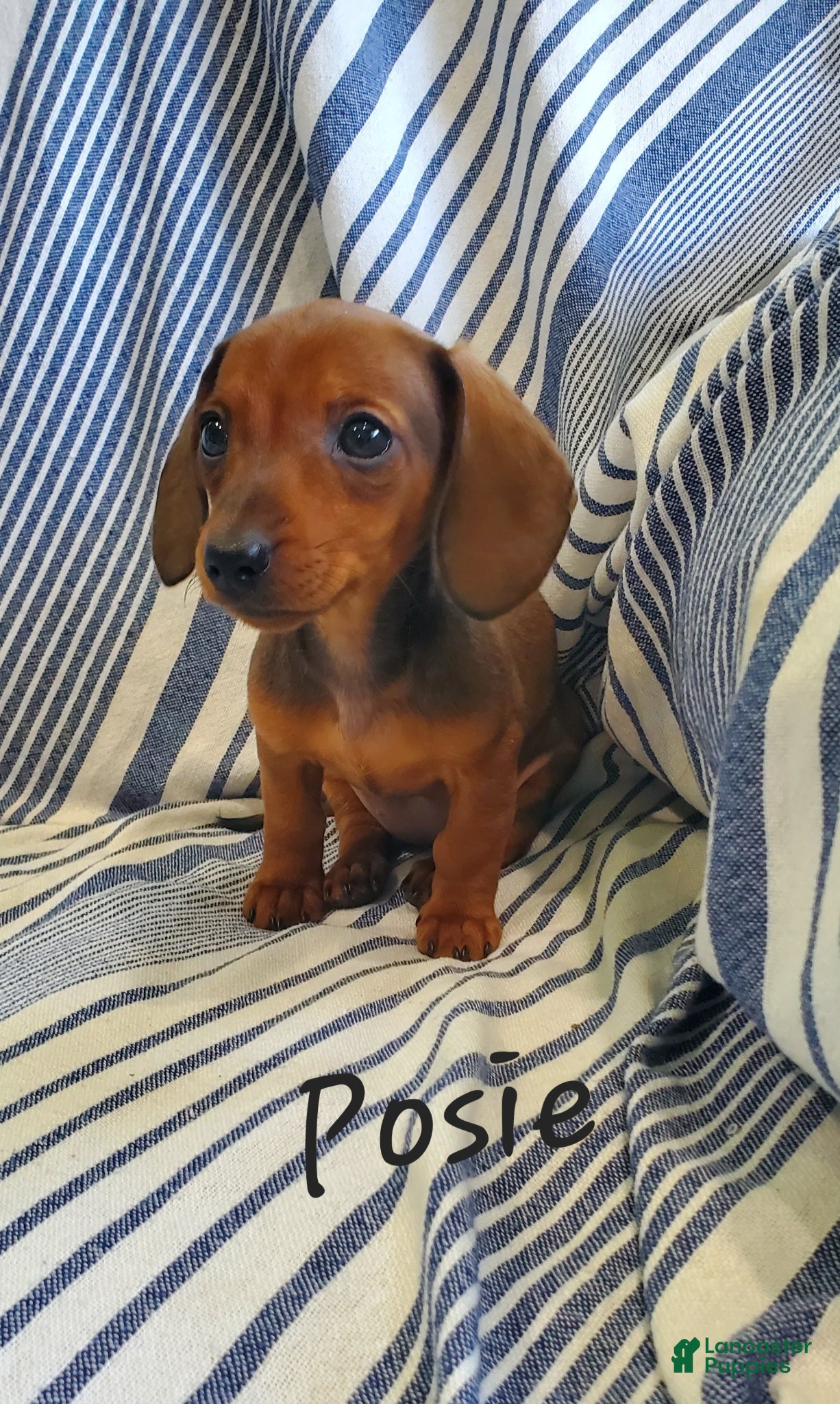 Miniature Dachshund dogs for sale: Posie - Ad 1