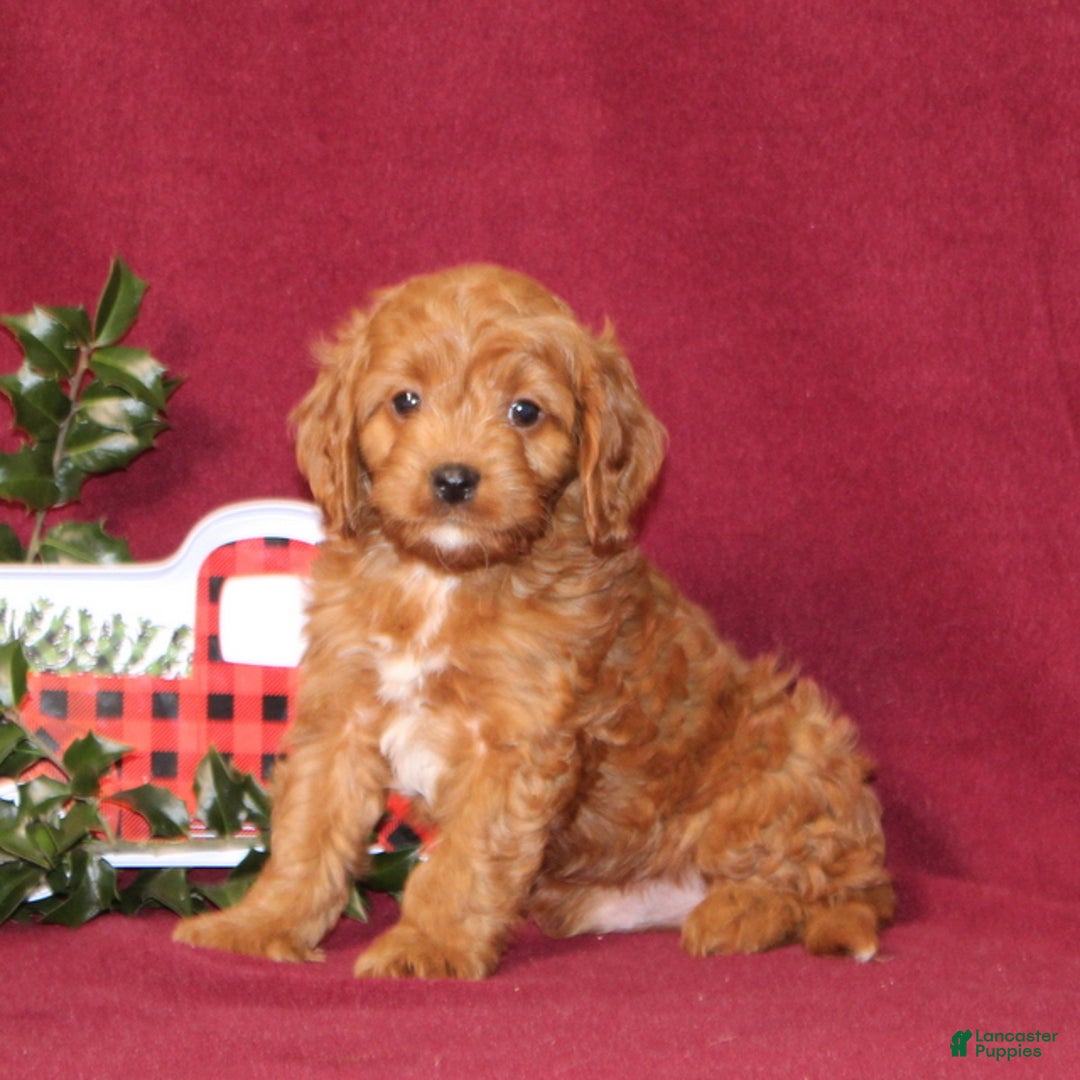 Cavapoo dogs for sale: Cooper - Ad 1