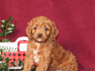 Cavapoo dogs Cooper - Ad 39