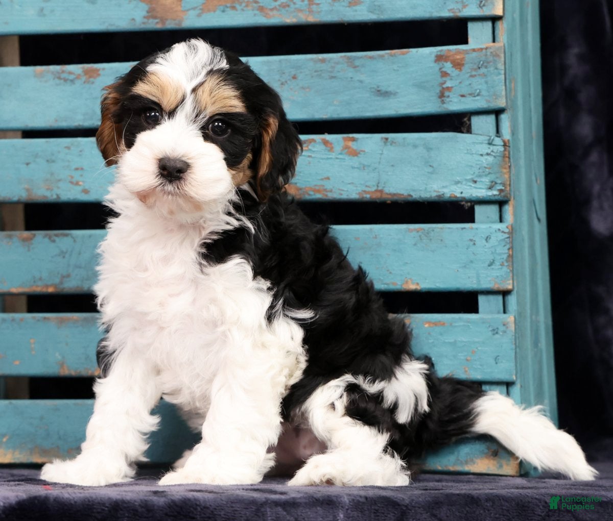 Cavapoo dogs Nora - Ad 1