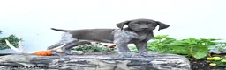 German Shorthaired Pointer dogs for sale: Diamond - Ad 4