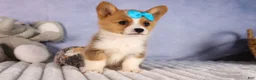 Welsh Corgi Pembroke dogs for sale: Benji🐾💙 - Ad 20