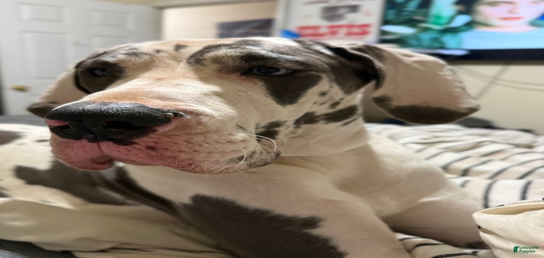 Gallery Image {{count}}