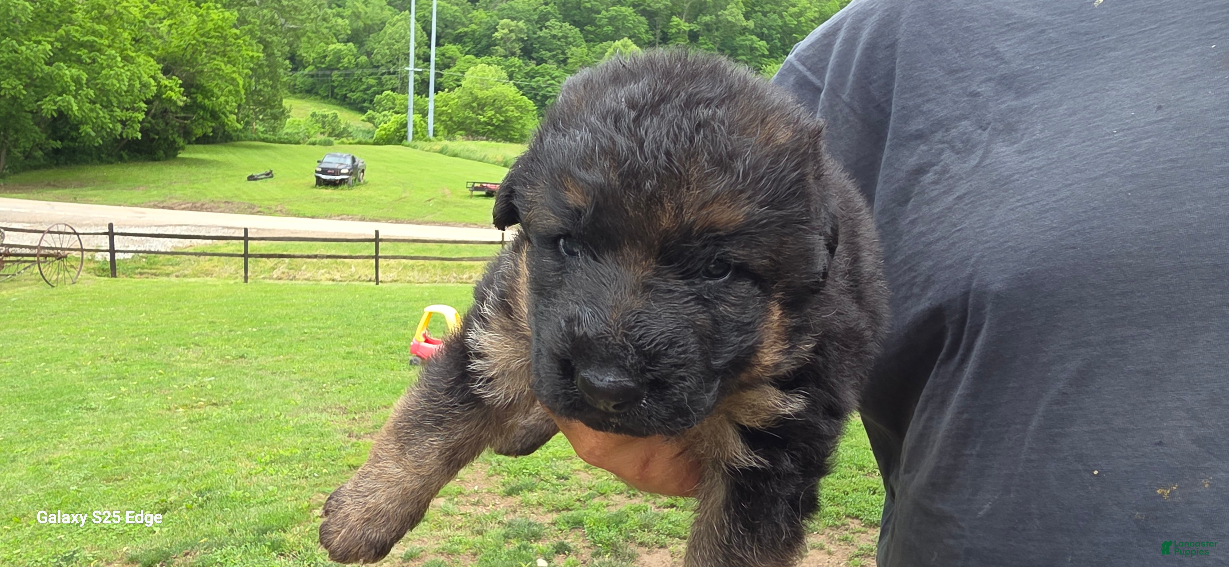 German Shepherd dogs German Shepherd Puppy 1 - Ad 1