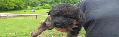 German Shepherd Puppy 1