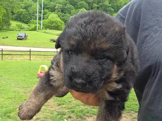 German Shepherd dogs for sale: German Shepherd Puppy 1 - Ad 4