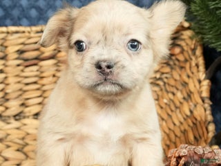 French Bulldog dogs Avril - Ad 21