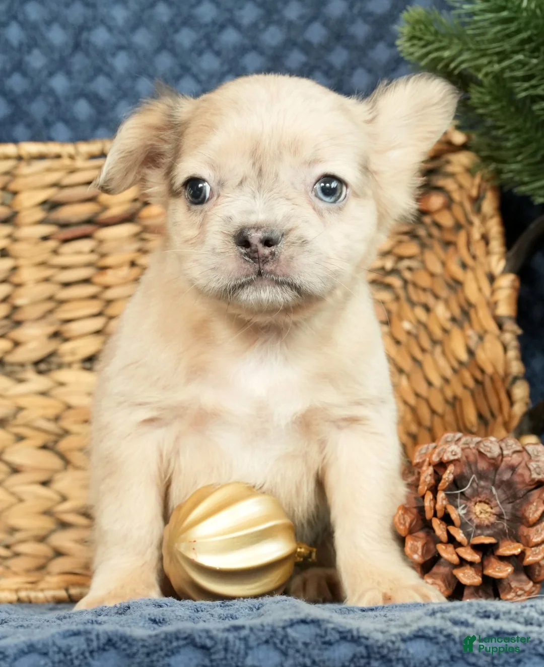 French Bulldog dogs for sale: Avril - Ad 5