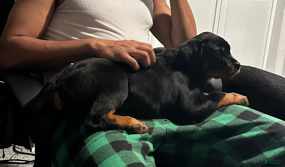 Rottweiler dogs for sale: Rottweiler Puppy 3 - Nova - Ad 1