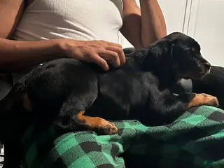 Rottweiler dogs for sale: Rottweiler Puppy 3 - Nova - Ad 3