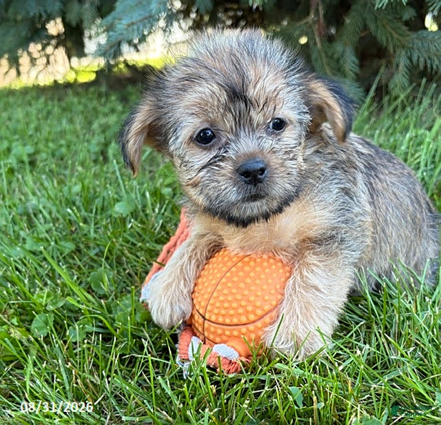 Shorkie dogs Asher - Ad 2
