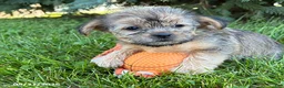 Shorkie dogs for sale: Asher - Ad 2