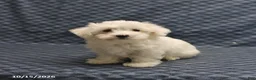 Maltese dogs for sale: Rover - Ad 1