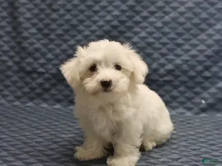 Maltese dogs Rover - Ad 1