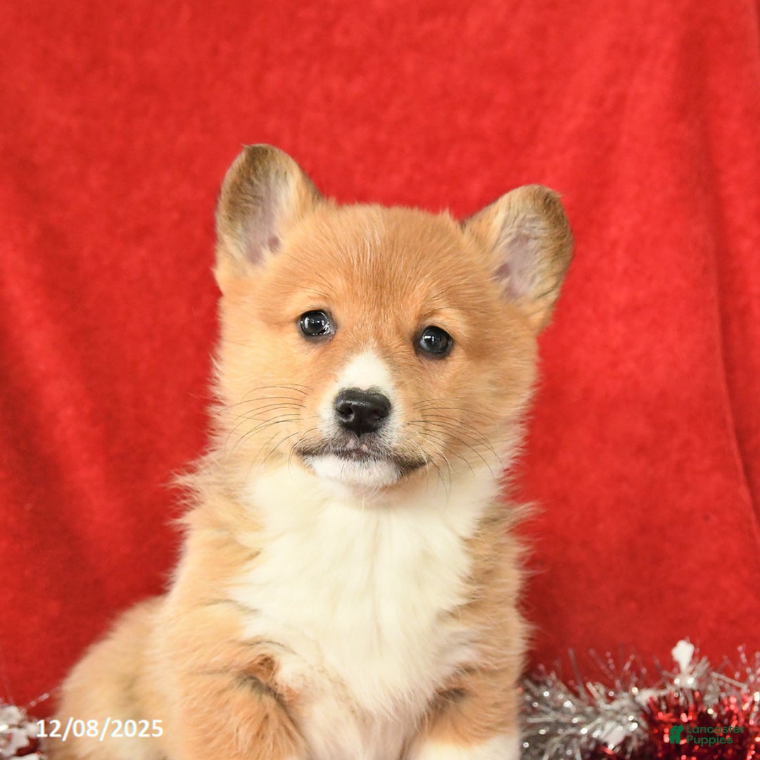 Welsh Corgi Pembroke dogs for sale: Jingle  - Ad 3