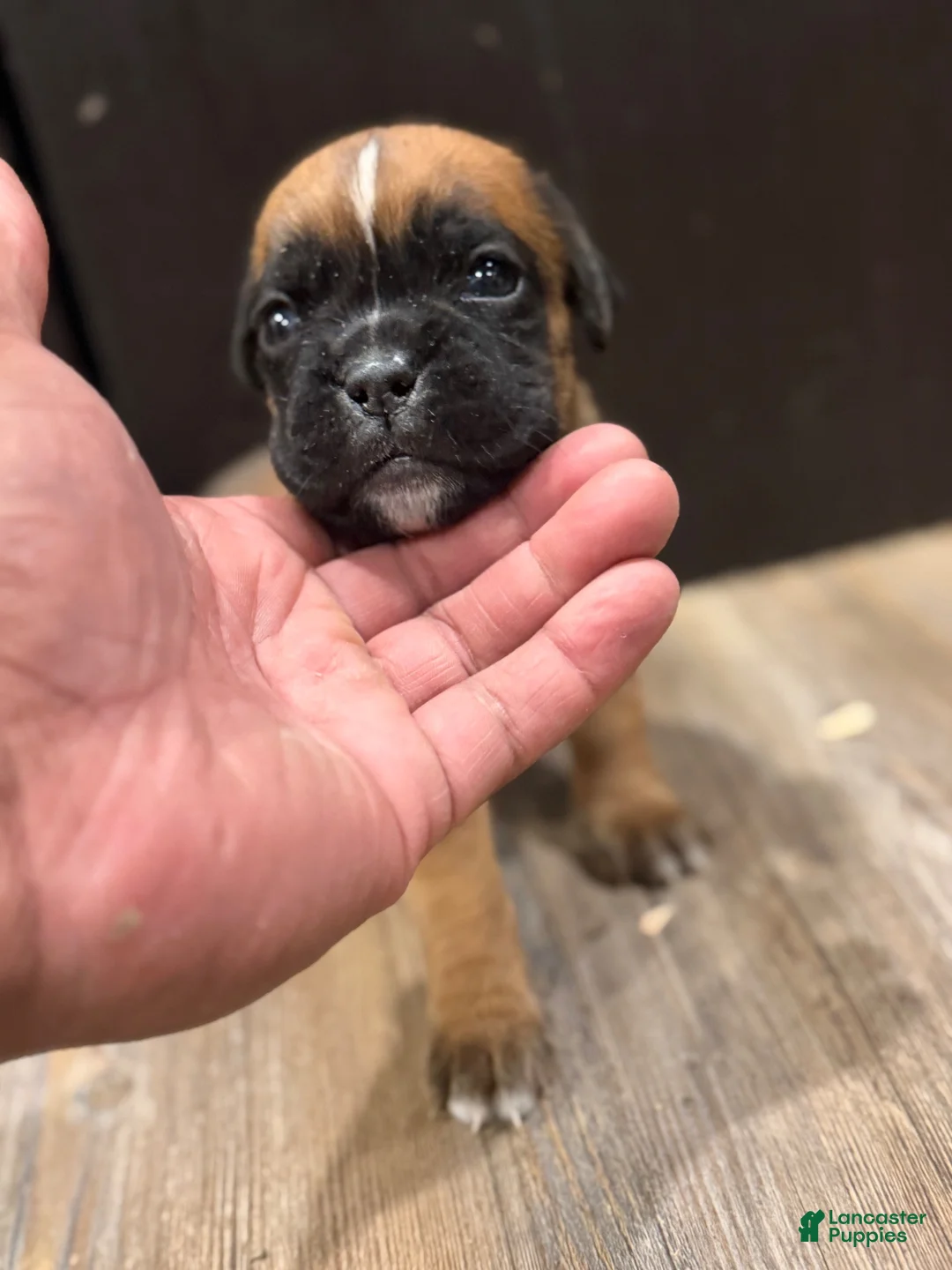 Boxer dogs for sale: Coco  - Ad 2