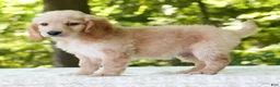 Mini Goldendoodle dogs for sale: Caden - Ad 5