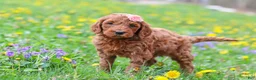 Goldendoodle dogs for sale: Loretta F1b - Ad 4