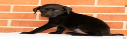 Labrador Retriever dogs for sale: Boba - Ad 9