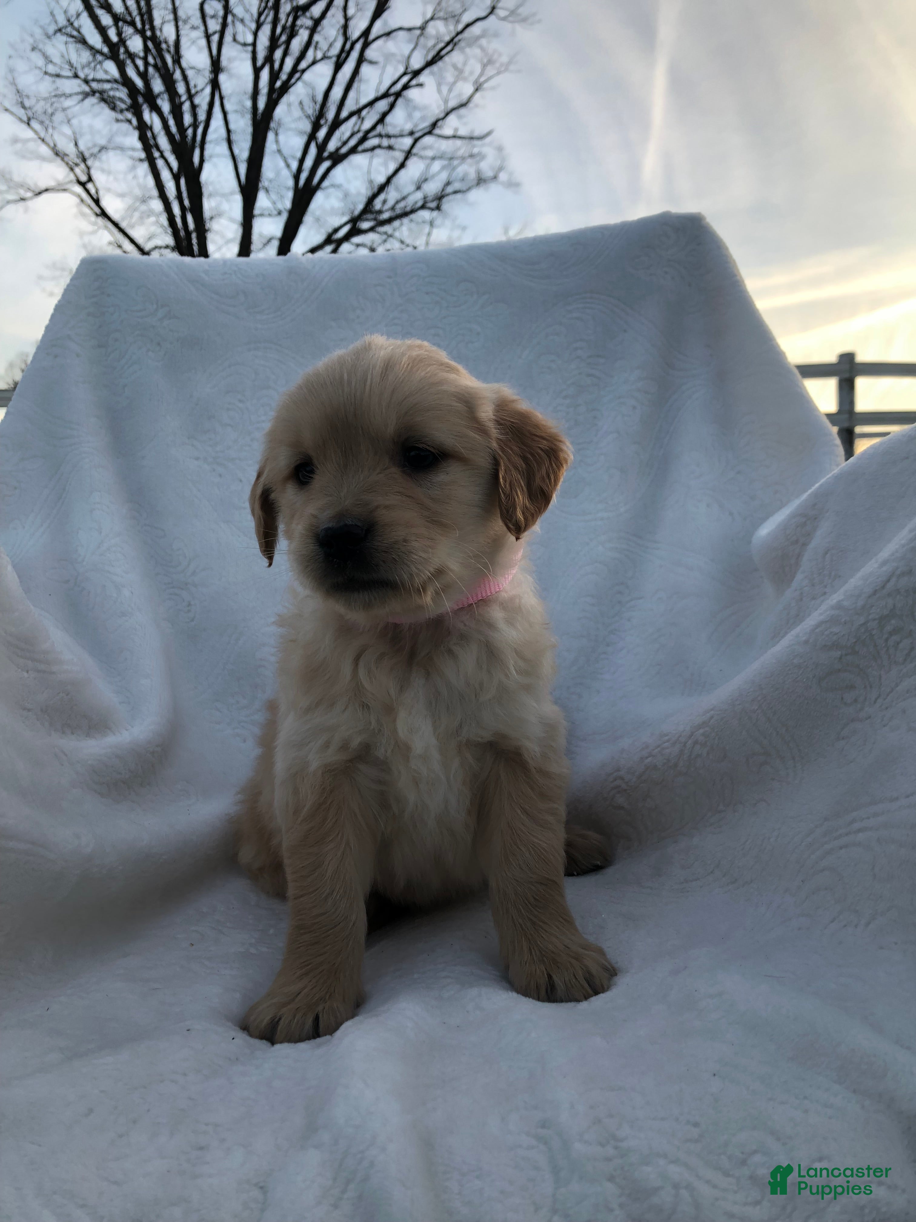 Golden Retriever dogs Rio - Ad 33