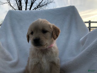 Golden Retriever dogs Rio - Ad 40