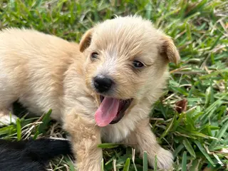 Mixed Breed dogs Goldenshire 2 - Ad 35