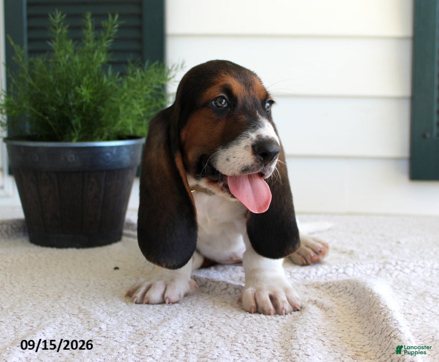 Basset Hound dogs Champ - Ad 2